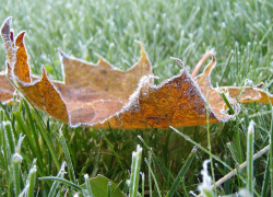 В Морозовске ожидаются первые заморозки