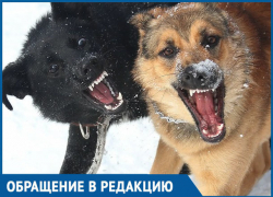 Стая собак напала на женщину в Морозовске возле аптеки