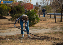 Город зовут озеленять: морозовчан приглашают массово сажать деревья