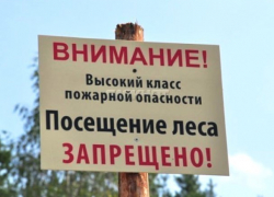 Лес для морозовчан под запретом: ограничение введено по всей области
