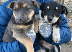 Пять гавкучих охранников ждут заботливых и любящих хозяев