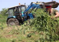 160 тонн дикорастущей конопли уничтожено в Ростовской области за четыре месяца