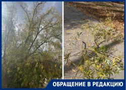 Ветки упали на голову жительнице Морозовска в «Текстере»