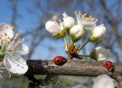 Потепление до +22 градусов обещают морозовчанам в праздничный день - 1 мая