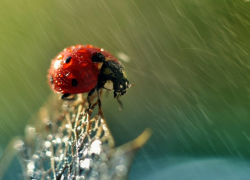 17 июля в Морозовске ожидается небольшой дождь