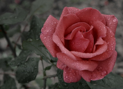 Дождливая погода будет в Морозовске в понедельник