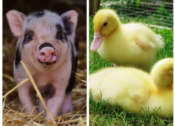 Африканская чума свиней и птичий грипп: в Ростовской области появились случаи опасных заболеваний животных