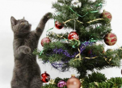 Вопрос-ответ: Когда в Морозовске будут "ёлки"?