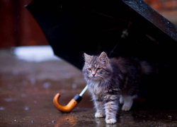 Дождь и сильный ветер обещают морозовчанам в субботу, 20 ноября