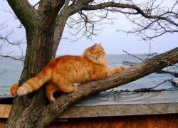 Ветреная и пасмурная погода ожидается в Морозовске в конце недели