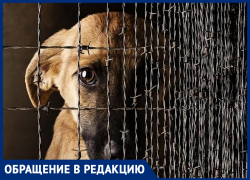 Какое наказание предусматривает законодательство РФ за убийство и издевательство над животными? - морозовчанка