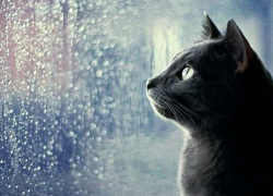 Первый день нового года в Морозовске будет дождливым и немного ветреным