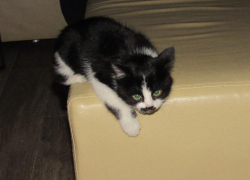 Твоя кошка проголодалась? Заходи в Справочник