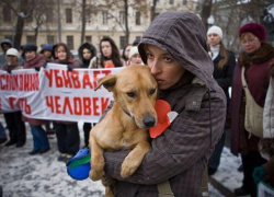 В Морозовске и Ростовской области запретили убивать бродячих животных