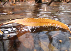 Заморозки до -5 градусов ожидаются в Морозовске 11 ноября