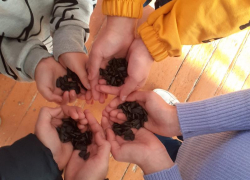  Какие бывают синички, где они гнездятся и чем питаются узнали ребята из станицы Вольно-Донской