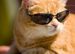 Жара вернется: морозовчанам обещают до +32 градусов в тени