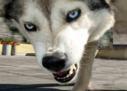 Хаски загрызла домашнюю кошку на глазах у ребенка в Морозовске