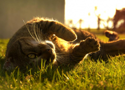 Ясный и немного ветреный день прогнозируют синоптики в четверг, 23 июля