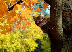 Тепло и солнечно будет в Морозовске в субботу, 18 сентября