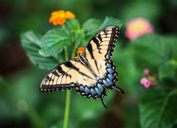+31 и без дождя будет в Морозовске в пятницу