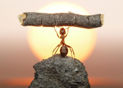 Даже муравей на спорте! Заходи в Блокнот Справочник