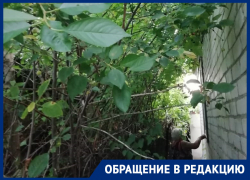 Чужие деревья  навалились на крышу дома пожилой морозовчанки