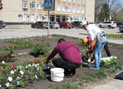 В центре Морозовска высадили цветы