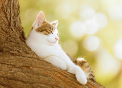 Переменная облачность и до 28 градусов тепла ожидается в Морозовске 28 мая