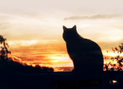 Переменную облачность  до +32 градусов тепла прогноируют морозовчанам в четверг, 18 июня