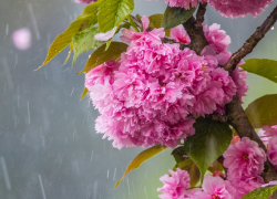 +26 и дождь ожидается в Морозовске 3 мая