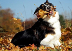 До 19 градусов тепла ожидается в Морозовске в пятницу, 22 октября