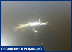 Рыба в реке Быстрой всплыла возле дач в Морозовске