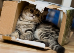 Вопрос-ответ: Куда обращаться, если не пришла посылка? 