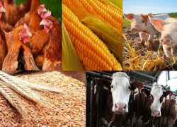 Сбор сведений о личном подсобном хозяйстве в Морозовске начнется через неделю