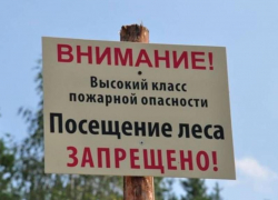 Лес под запретом: в Ростовской области ввели временное ограничение