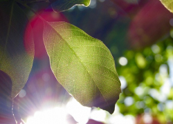 +33 и без дождя будет в Морозовске в субботу