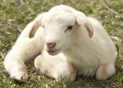 Межрайонное обособленное учреждение ветеринарной службы появится в Морозовском районе в 2021 году