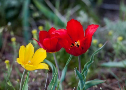 Лазоревые цветы в Морозовском районе находятся на грани исчезновения