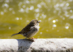 Солнечный, но ветреный день ожидается в Морозовске 4 марта