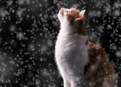 Погода снова удивит: морозовчанам обещают сильный снегопад