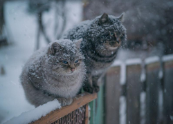 Морозную и снежную погоду обещают синоптики на выходных
