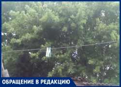 Соседские заросли мешают бабушке и другим людям, - морозовчанка