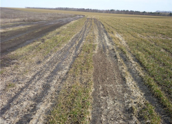 47% посевов озимых культур в Морозовском районе находятся в хорошем состоянии