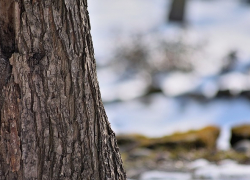 До +12 ожидается в Морозовске 2 февраля