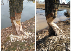 Бобр у реки Быстрой в Морозовске обточил толстое дерево за зиму