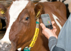 Автоматизированный учет и идентификацию сельхоз животных хотят ввести в Ростовской области