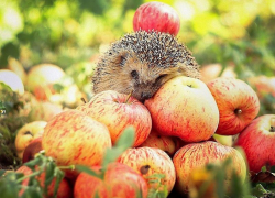 Потепление до +26 градусов ожидается в Морозовске 10 сентября