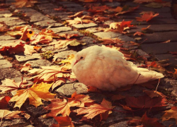 Ветер и до +19 градусов тепла обещают морозовчанам в последний день уходящей недели