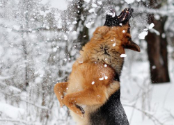 Последний день рабочей недели для морозовчан окажется пасмурным и снежным